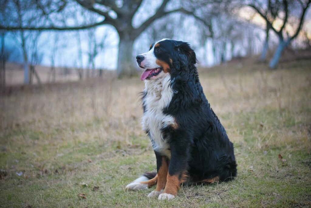 How To Train A Bernese Mountain Dog