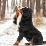 Training Guide: How To Train A Bernese Mountain Dog