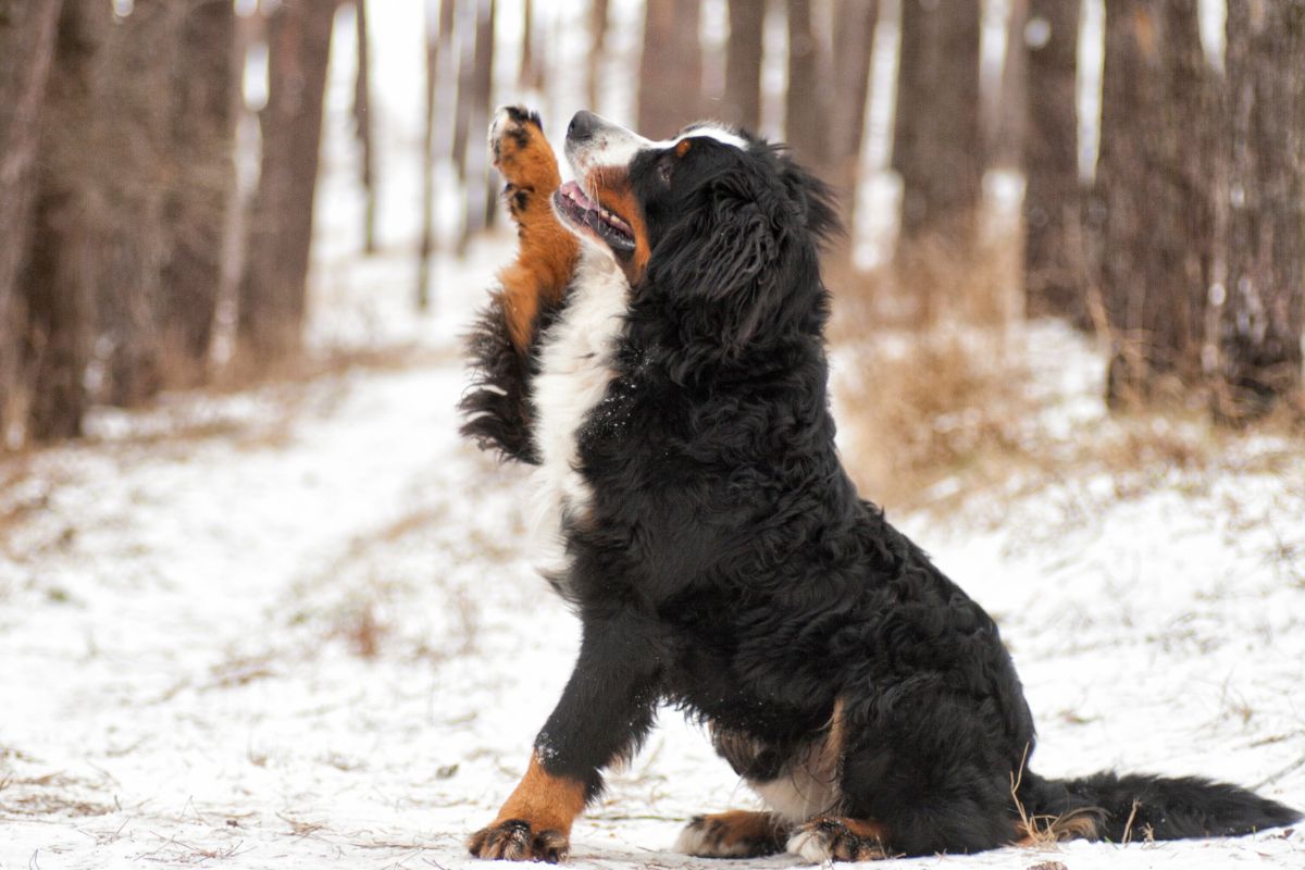 Training Guide How To Train A Bernese Mountain Dog