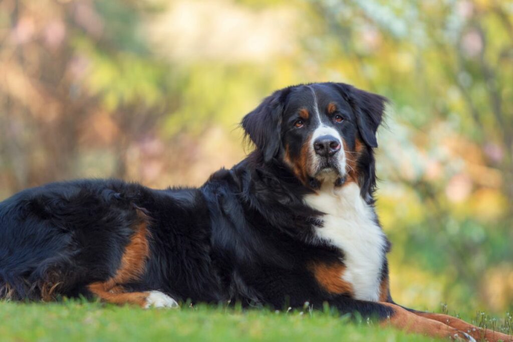 best brushes for bernese mountain dogs