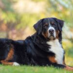 Grooming Guide: How To Groom Bernese Mountain Dogs