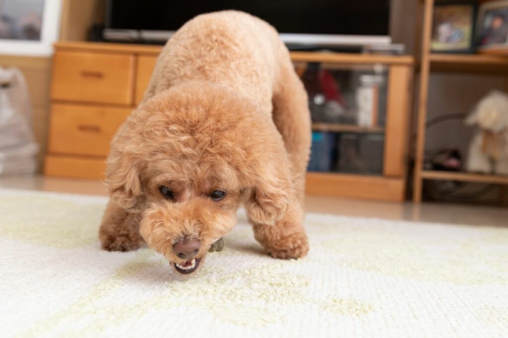 how to train a toy poodle