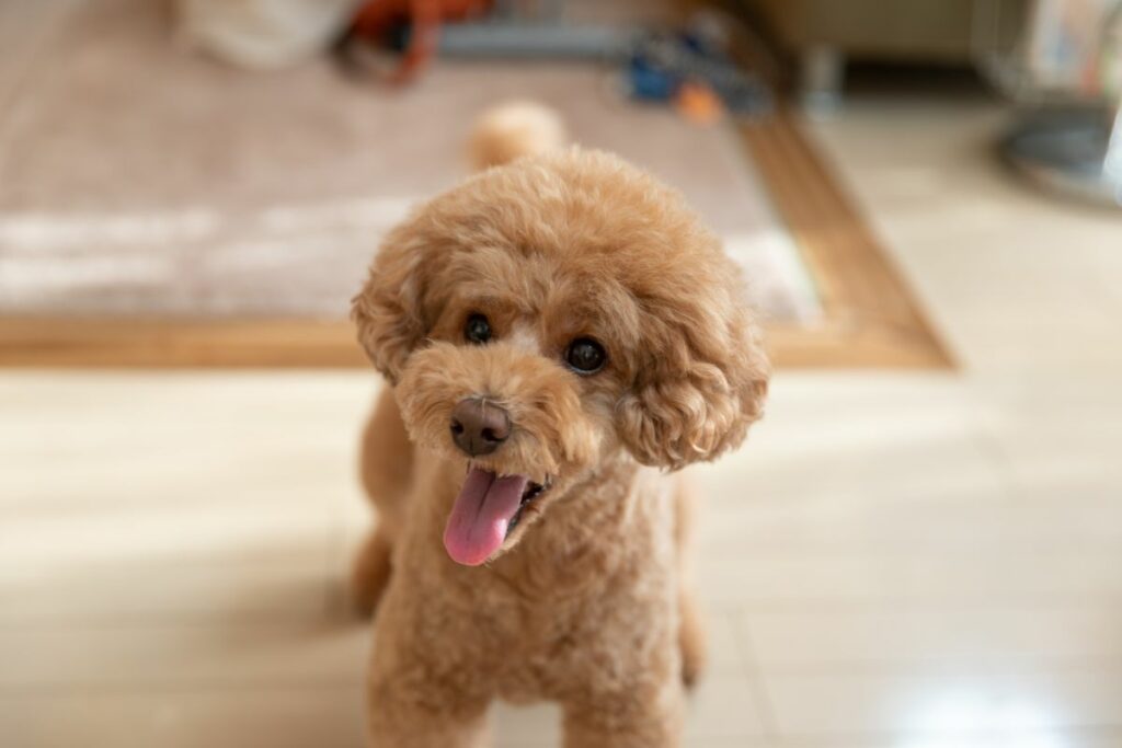 how to train a toy poodle