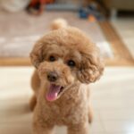 Training Guide: How To Train A Toy Poodle