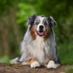 A Pawprint Pets Guide To Puppy Breeds – Australian Shepherds