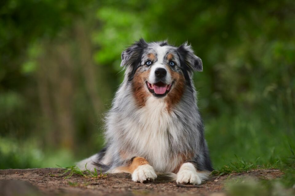 A Pawprint Pets Guide To Puppy Breeds – Australian Shepherds