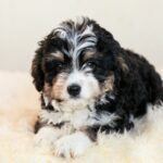 A Pawprint Pets Guide To Puppy Breeds – Bernedoodles