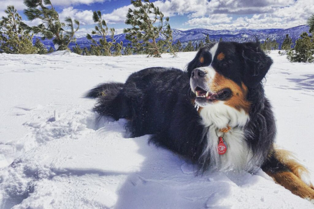 Bernese Mountain Dogs