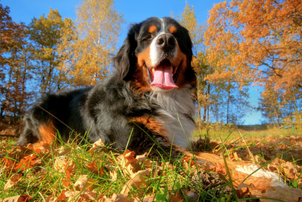 Bernese Mountain Dogs Guide