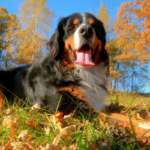 A Pawprint Pets Guide To Puppy Breeds – Bernese Mountain Dogs