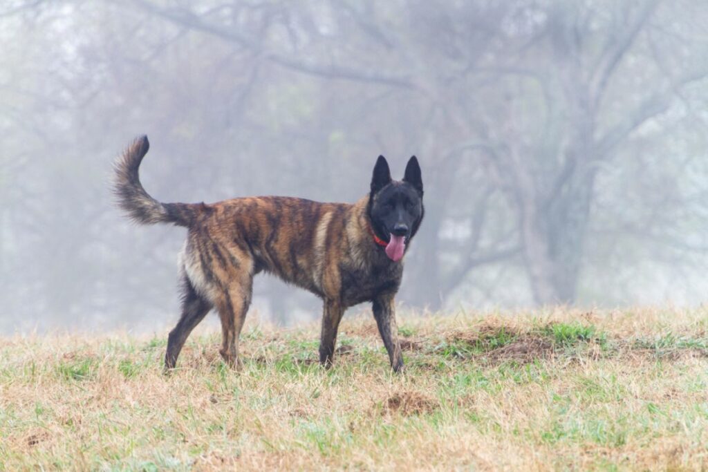 What Dog Looks Like A German Shepherd