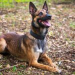A Pawprint Pets Guide To Puppy Breeds – Belgian Shepherds