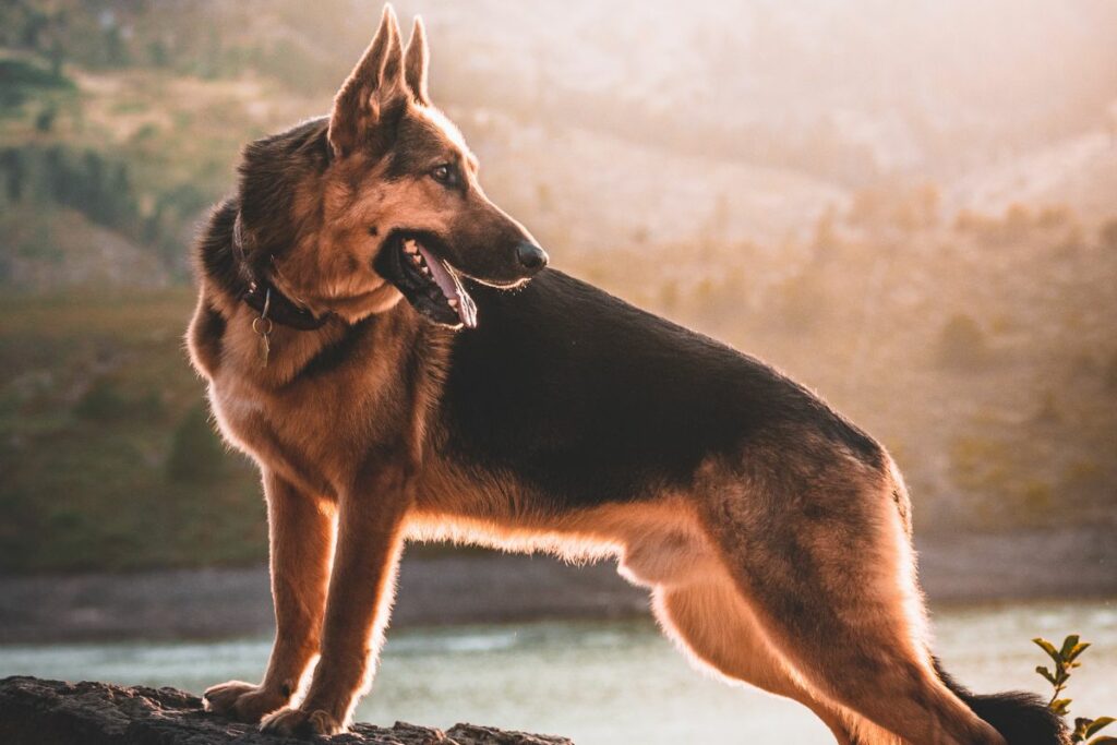 a guide to german shepherds