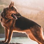A Pawprint Pets Guide To Puppy Breeds – German Shepherds
