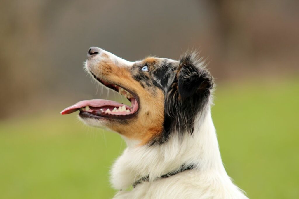 training for australian shepherds