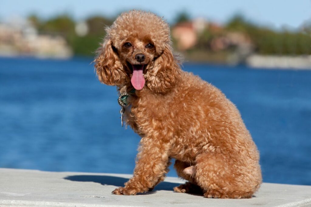 A guide to Toy Poodles
