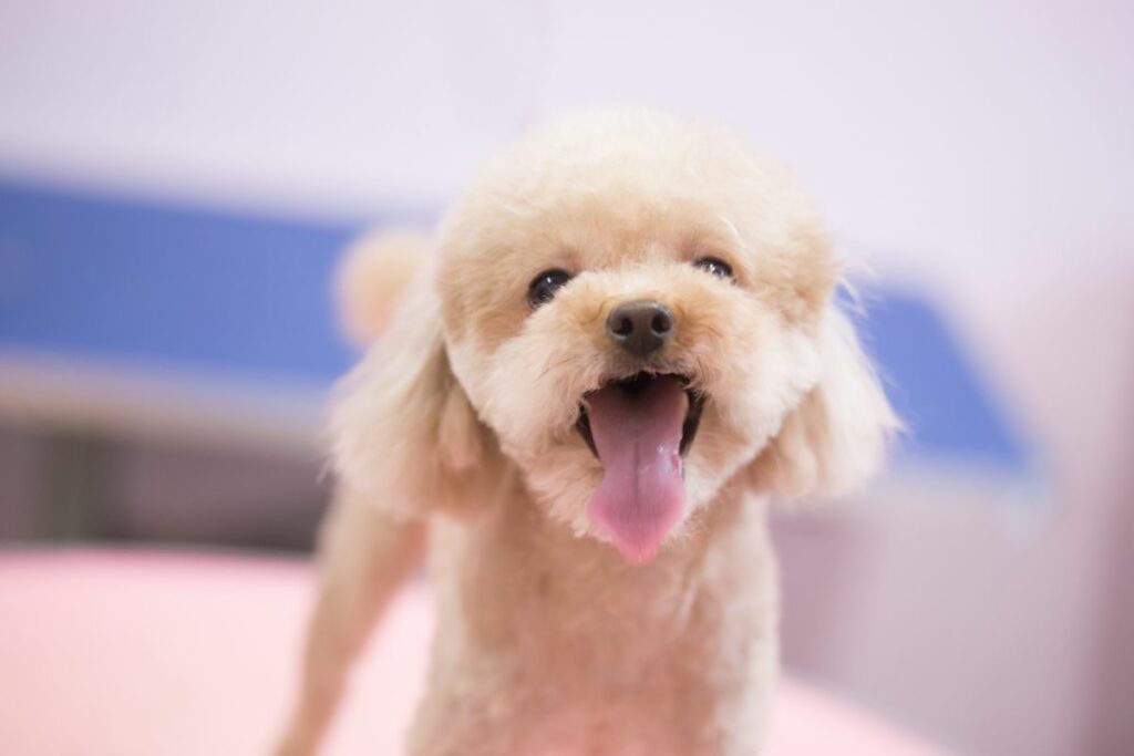 Toy Poodle care