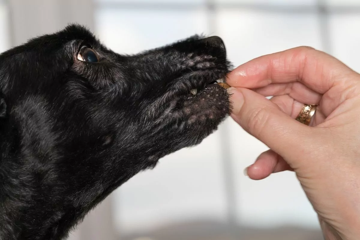 NexGard for Dogs: Should You Be Giving This Treatment To Your Dog?