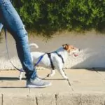 How To Teach Your Dog To Walk On Leash Without Pulling