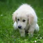 Puppy Potty Schedule - Your Complete Guide To Creating A Routine