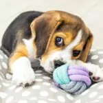 What To Buy For Your New Puppy: Everything You Need To Know